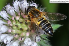 Helophilus eristaloidea