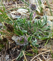 Erigeron aureus