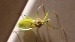 Ploeogaster