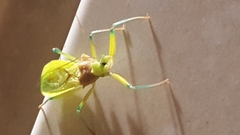 Ploeogaster