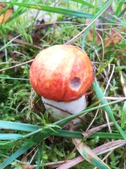Fungi
