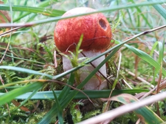 Fungi