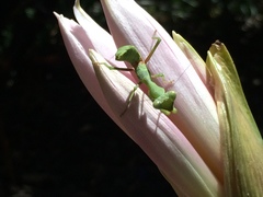 Stagmomantis