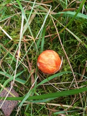 Fungi