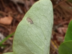 Lonicera hirsuta