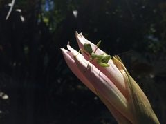 Stagmomantis