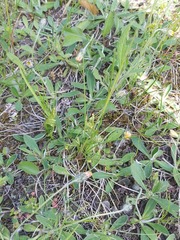 Botrychium lunaria image