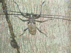 Epepeotes luscus