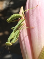 Stagmomantis