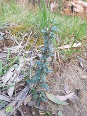 Olearia myrsinoides
