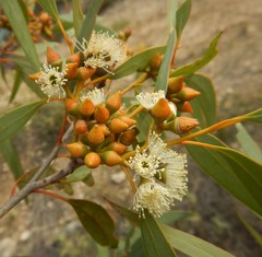 Eucalyptus diversifolia
