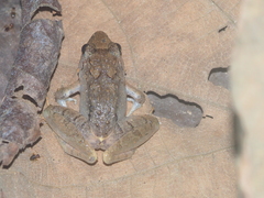 Limnonectes microdiscus