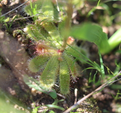 Drosera pauciflora
