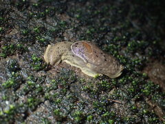 Helicarionoidea