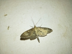 Anania lancealis