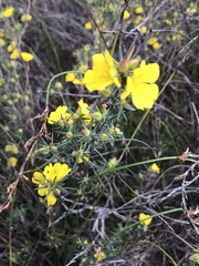 Hibbertia acerosa