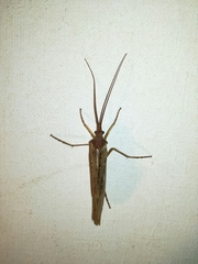 Nemotaulius punctatolineatus