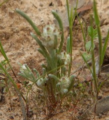 Blennospora drummondii