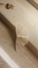 Sericoptera