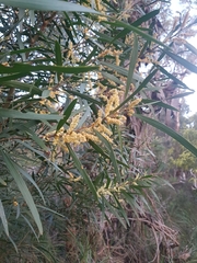 Acacia longifolia longifolia