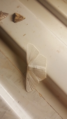 Sericoptera
