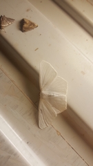Sericoptera