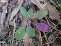 Senecio prenanthoides