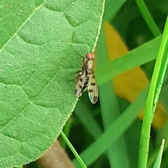 Diptera