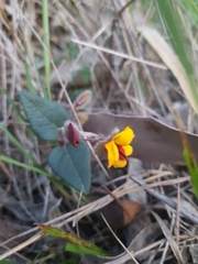 Platylobium infecundum