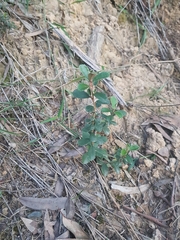 Olearia myrsinoides