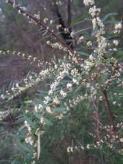 Pimelea axiflora