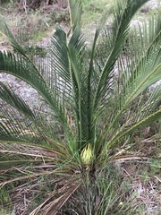 Macrozamia riedlei