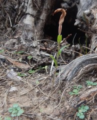 Pterostylis dolichochila