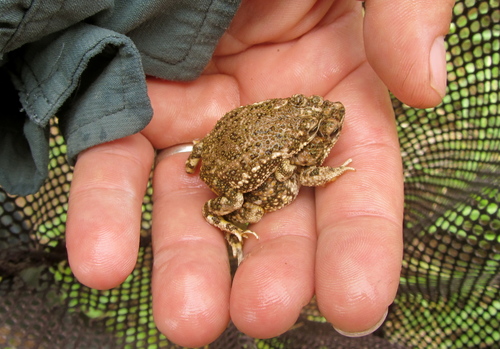 Little Mexican Toad