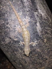 Hemidactylus