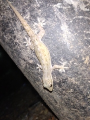 Hemidactylus