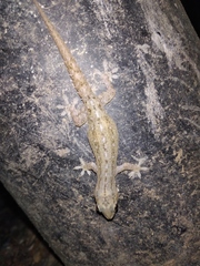 Hemidactylus