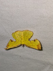 Corymica