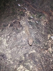 Hemidactylus