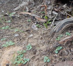 Pterostylis dolichochila