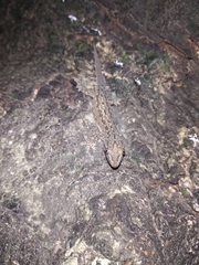 Hemidactylus