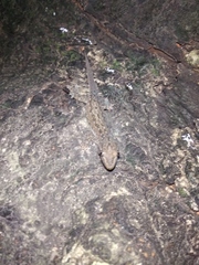 Hemidactylus