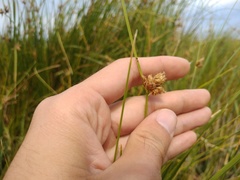 Bolboschoenus maritimus affinis
