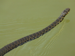 Hierophis viridiflavus