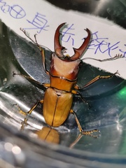 Cyclommatus scutellaris