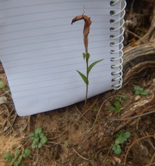 Pterostylis dolichochila