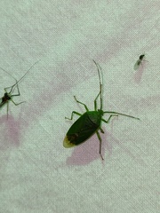 Urolabida