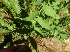 Vicia gigantea