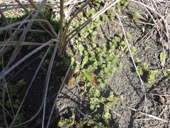 Pimelea villosa