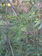 Geitonoplesium cymosum